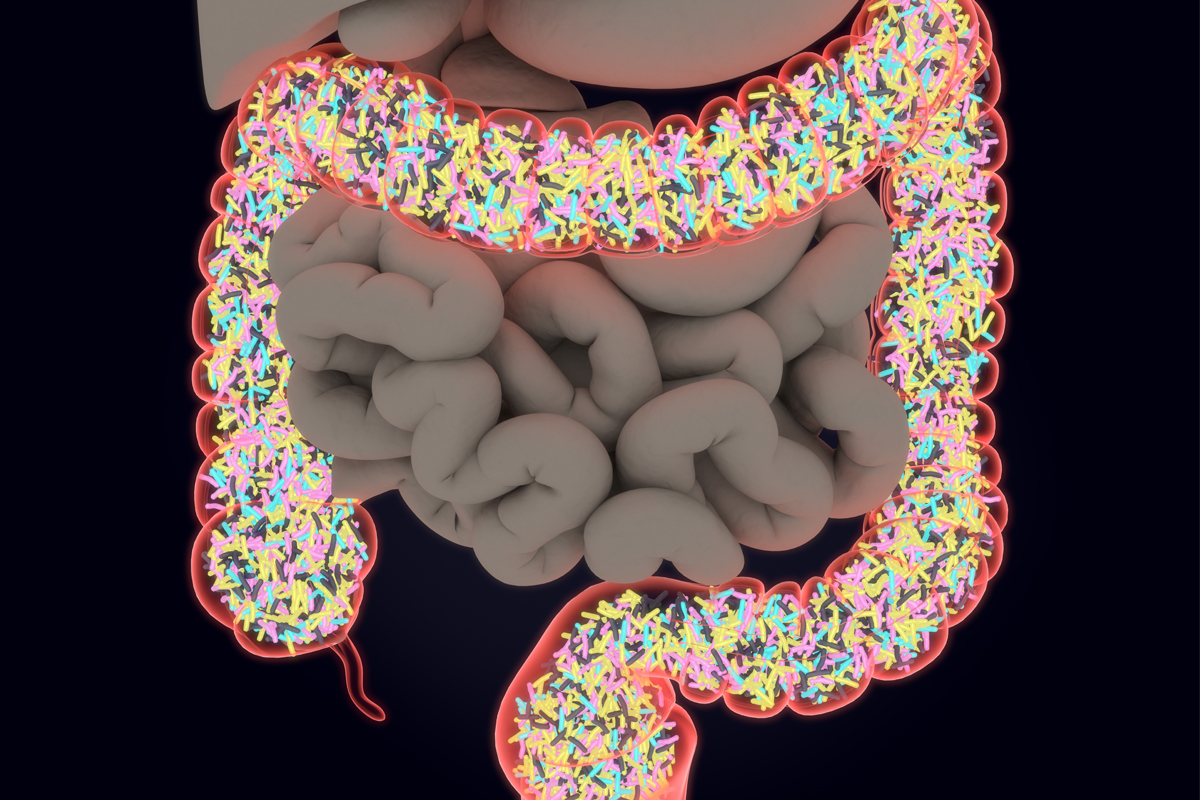 Gut microbiome and negative effects of artificial sweeteners